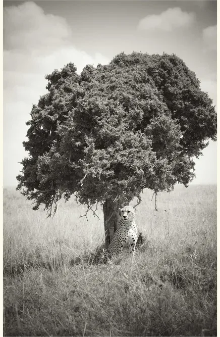 A black-and-white photograph of a lone tree.