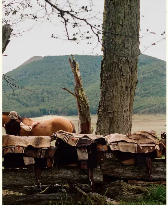 Saddled horses resting under a bare tree.